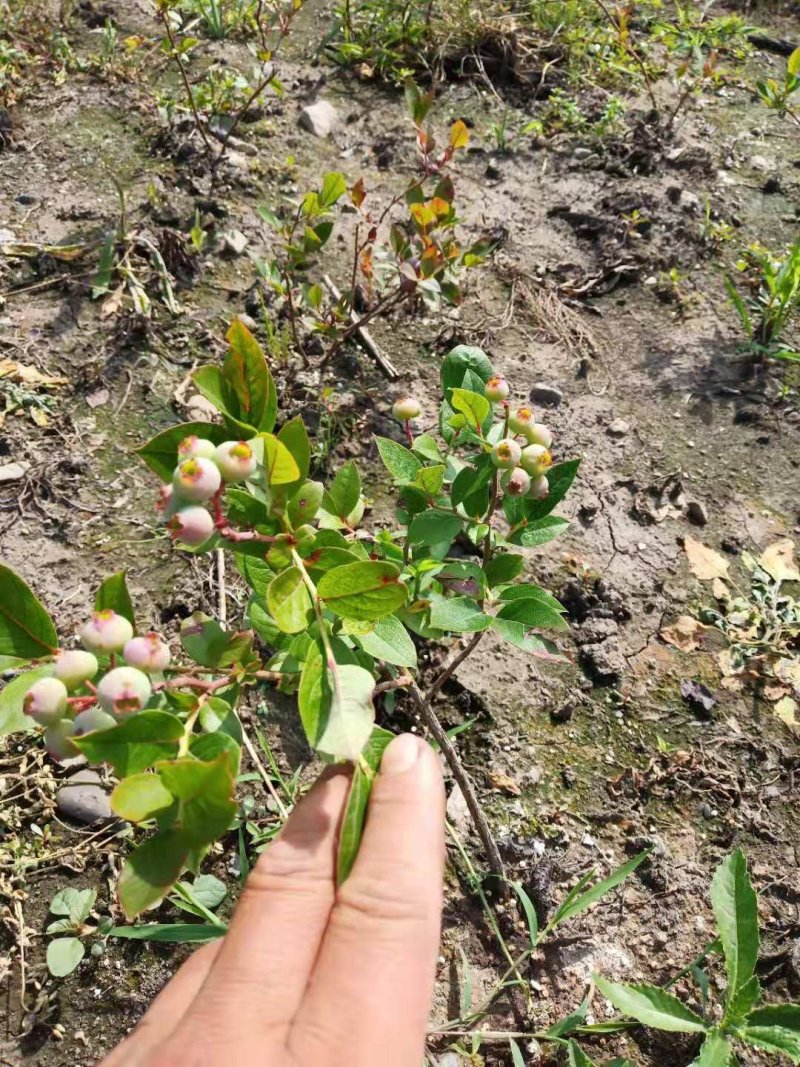 蓝莓苗大果蓝莓北陆瑞卡南北方种植带土发货露地庭院盆栽绿植
