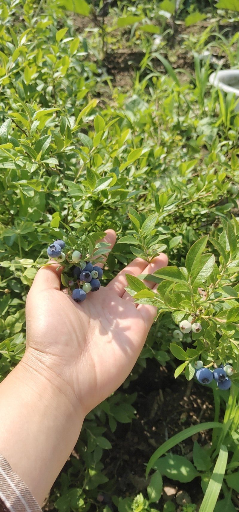 蓝莓苗大果蓝莓北陆瑞卡南北方种植带土发货露地庭院盆栽绿植