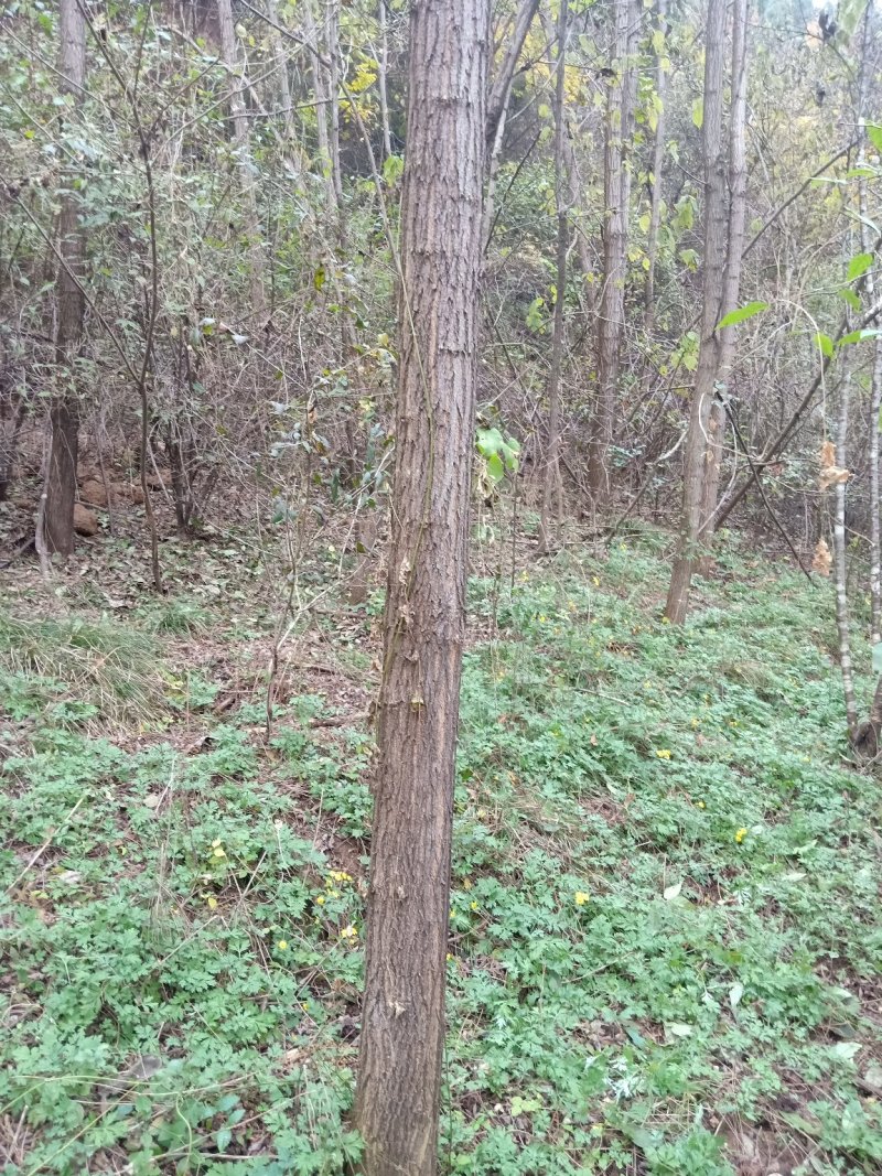 刺槐