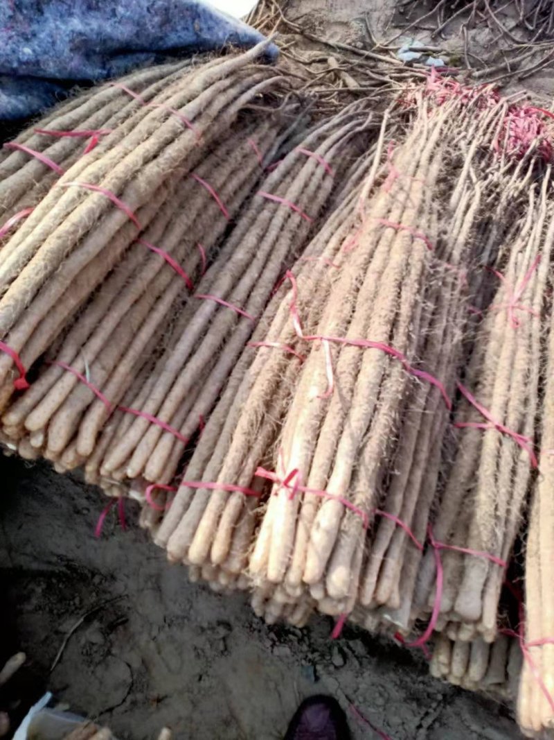 铁棍山药，山东山药，支持全国物流发货，零售加批发价格便宜