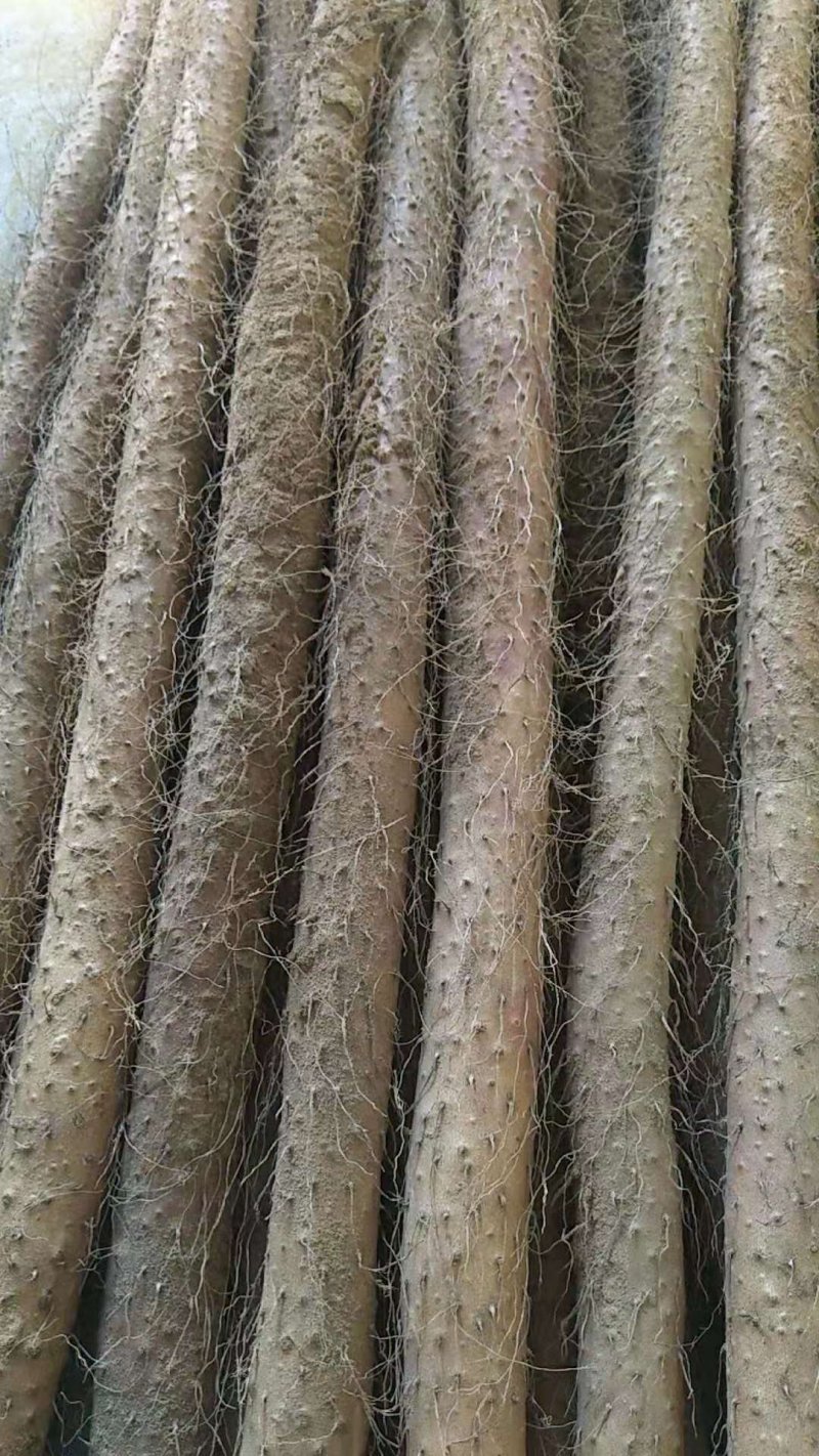 铁棍山药，山东山药，支持全国物流发货，零售加批发价格便宜