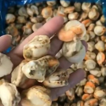 扇贝肉批发价厂家直销