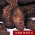阿拉善肉苁蓉泡酒中药材油苁蓉，一手货源，欢迎下单