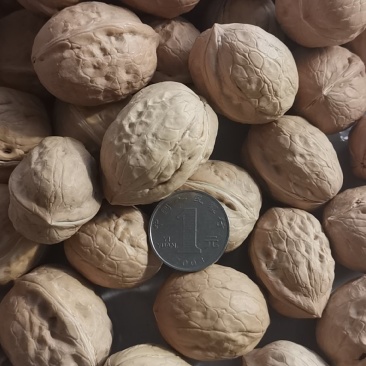 新疆核桃/新疆薄皮核桃，质量好，货量大优质核桃，全国发货