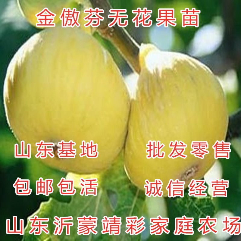 金傲芬无花果苗品种无花果苗波姬红无花果苗布兰瑞克无花果苗