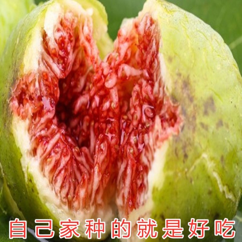 金傲芬无花果苗品种无花果苗波姬红无花果苗布兰瑞克无花果苗