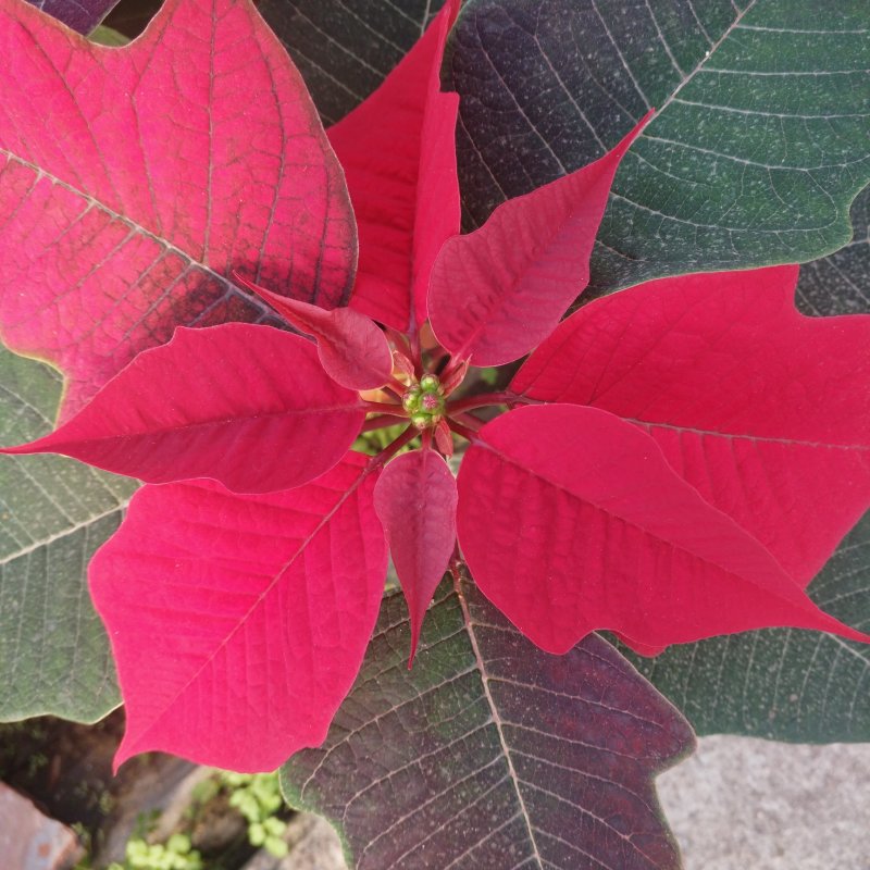 一品红170盆栽花卉，喜庆象牙红植物，圣诞红红色花卉植物