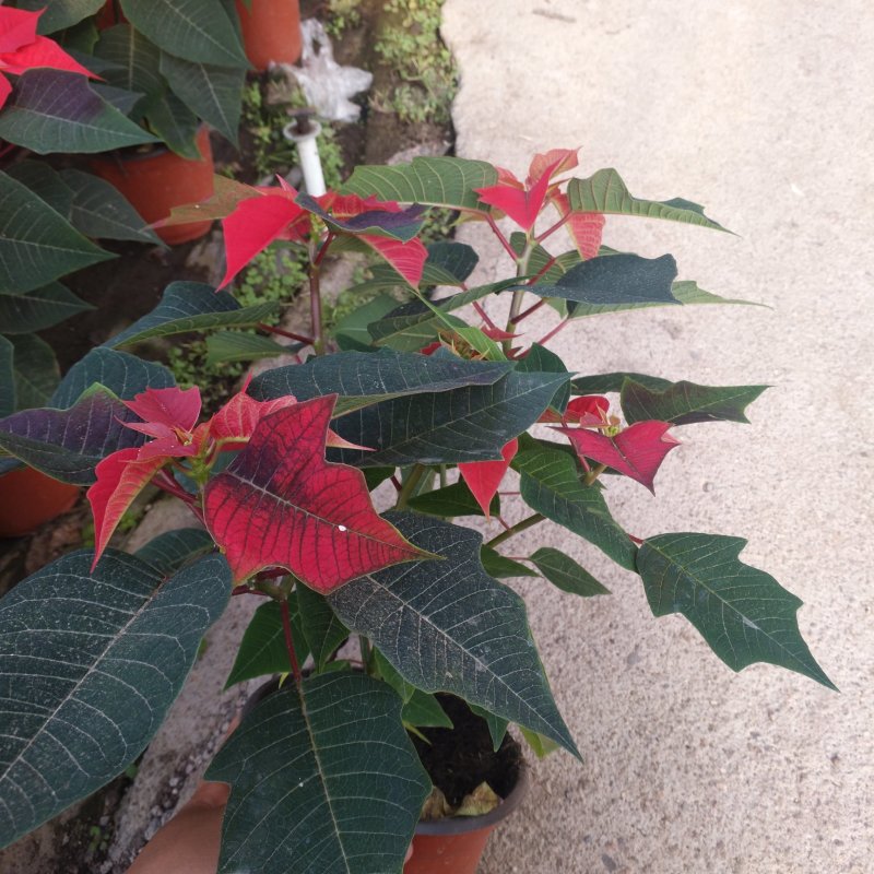 一品红170盆栽花卉，喜庆象牙红植物，圣诞红红色花卉植物