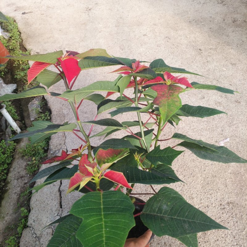 一品红170盆栽花卉，喜庆象牙红植物，圣诞红红色花卉植物