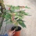 一品红170盆栽花卉，喜庆象牙红植物，圣诞红红色花卉植物