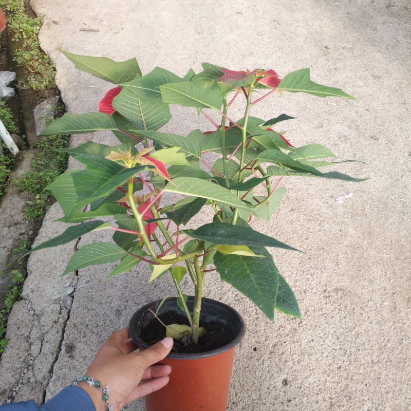 一品红170盆栽花卉，喜庆象牙红植物，圣诞红红色花卉植物