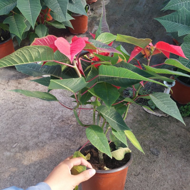 一品红170盆栽花卉，喜庆象牙红植物，圣诞红红色花卉植物
