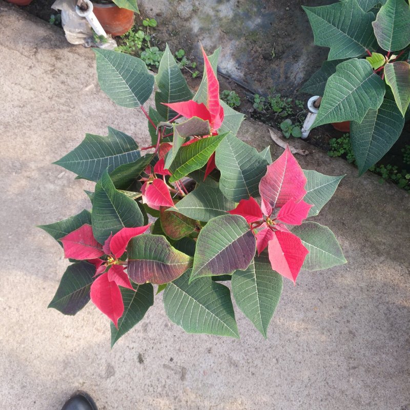 一品红170盆栽花卉，喜庆象牙红植物，圣诞红红色花卉植物
