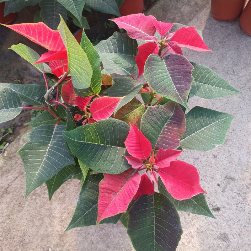 一品红170盆栽花卉，喜庆象牙红植物，圣诞红红色花卉植物