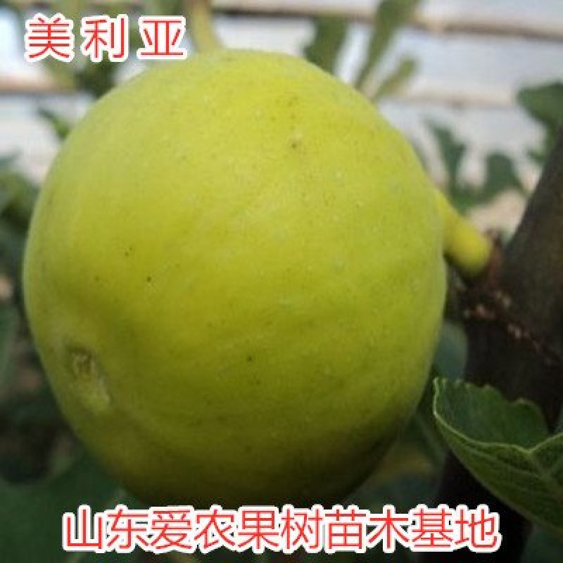 美利亚无花果苗日本紫果无花果苗超大超甜无花果苗大青皮果苗