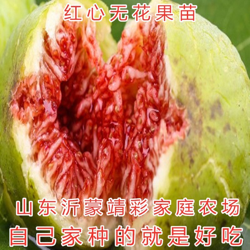 美利亚无花果苗日本紫果无花果苗超大超甜无花果苗大青皮果苗