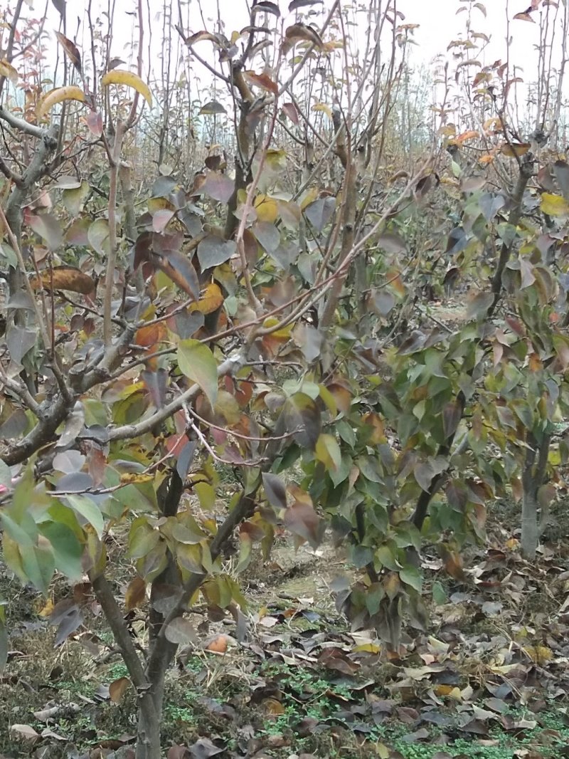 成年占地梨树