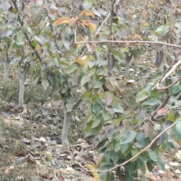 成年占地梨树