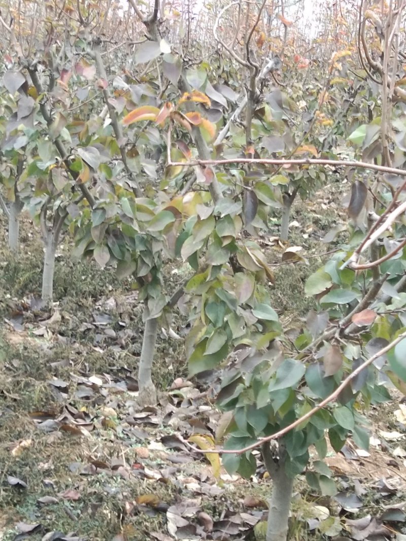 成年占地梨树