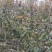 成年占地梨树
