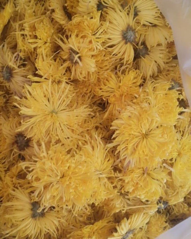 金丝皇菊
