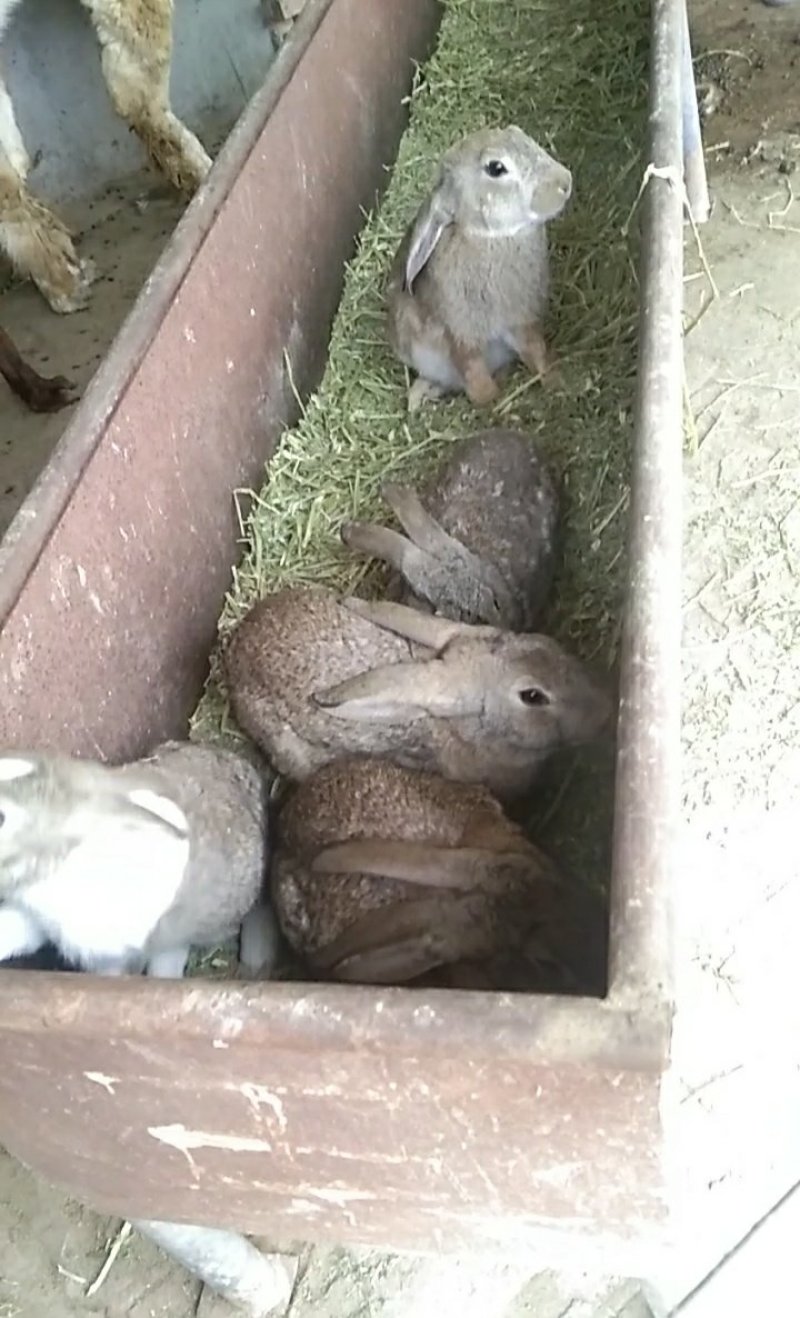 比利时种兔