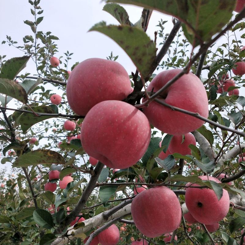 【一件代发】洛川苹果冰糖心红富士苹果对接电商社区团购