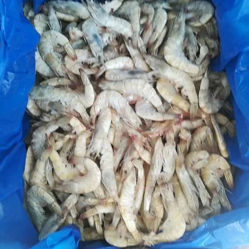 海水虾大小规格均有货鲜活发货