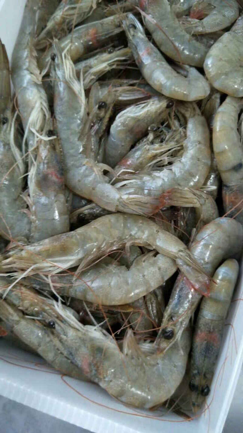 海水虾大小规格均有货鲜活发货