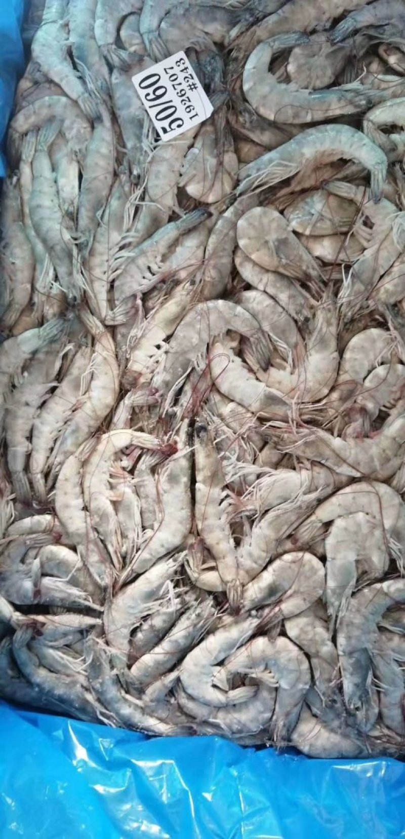海水虾大小规格均有货鲜活发货