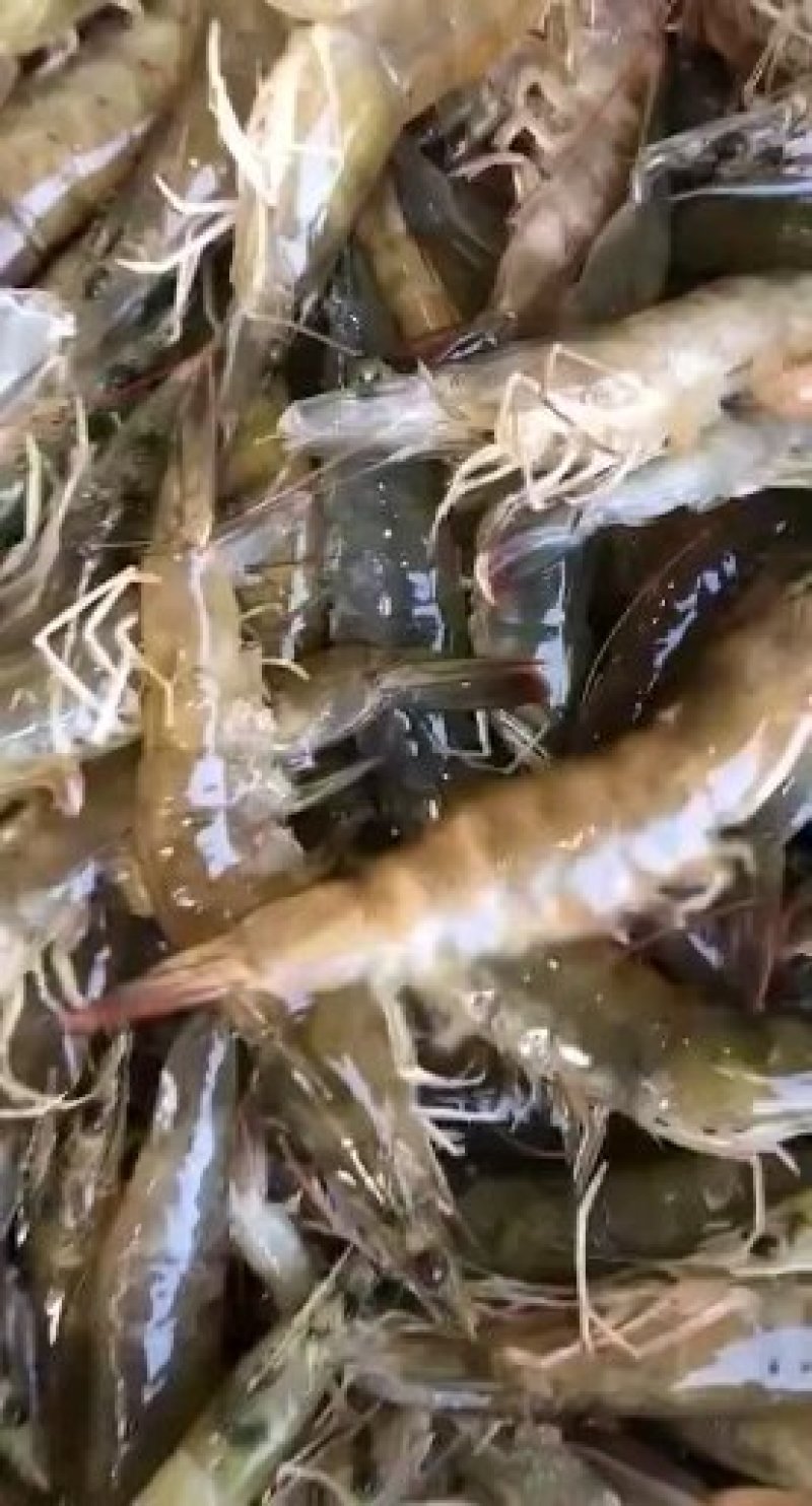 海水虾大小规格均有货鲜活发货