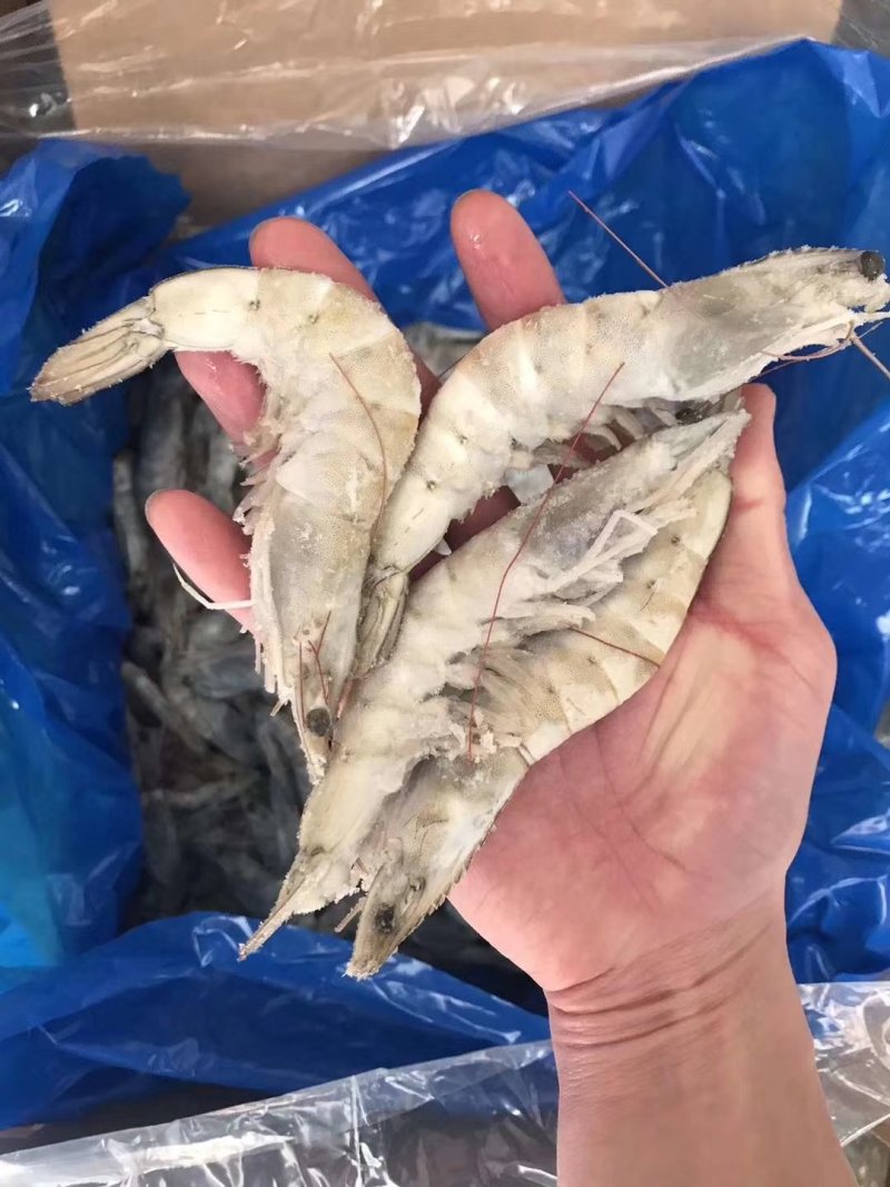 海水虾大小规格均有货鲜活发货