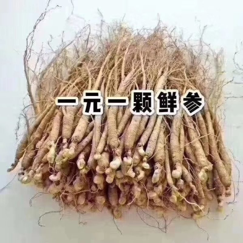 东北吉林小鲜参一斤起售10斤起包邮对接全国大量供应