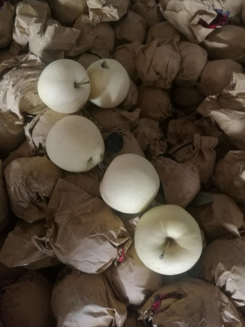 辽宁瓦房店黄元帅苹果专业代办