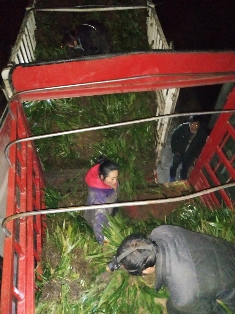 鸢尾