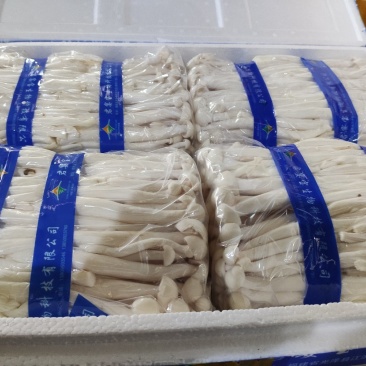 海鲜菇