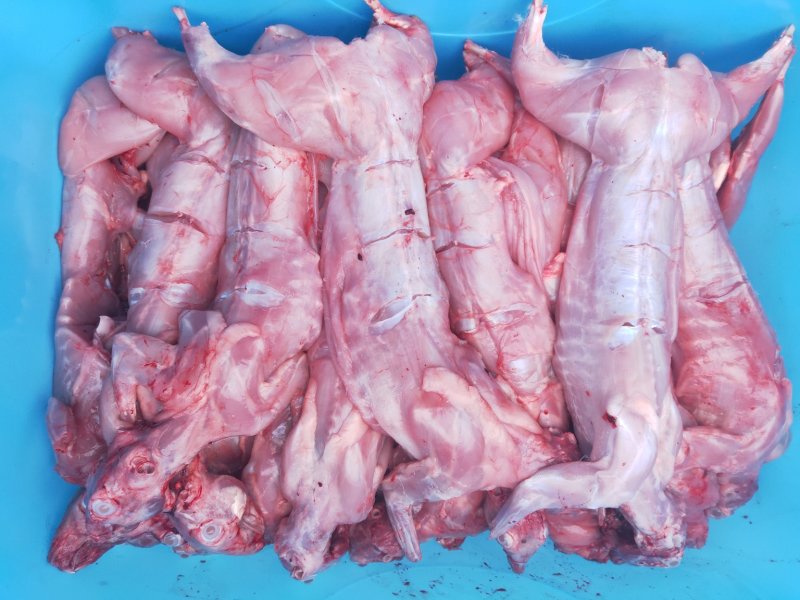 新鲜兔肉(湖北枣阳基地直供冷鲜兔肉)量大从优欢迎来电