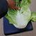 白菜，新乡小包圆头，矮颗，青叶东京868