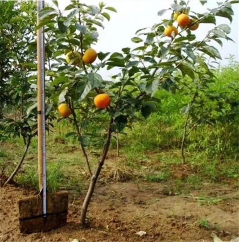 阳丰甜柿子苗基地直销品种纯期待与亲的合作来电