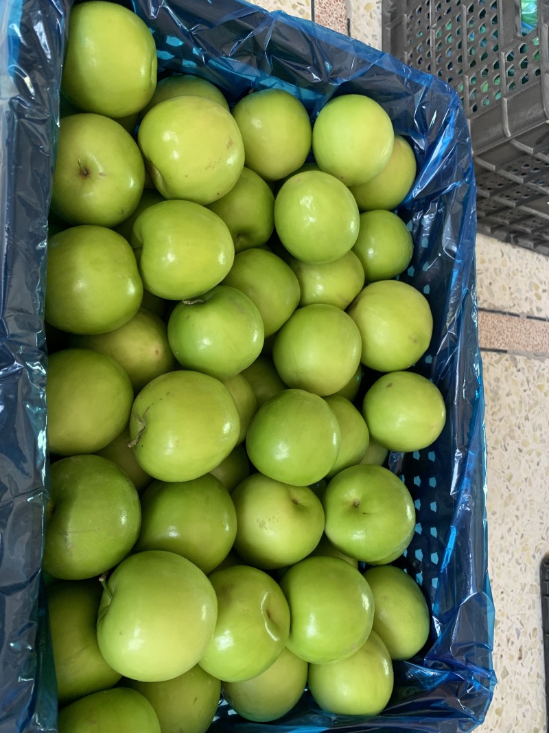牛奶枣大青枣台湾蜜枣