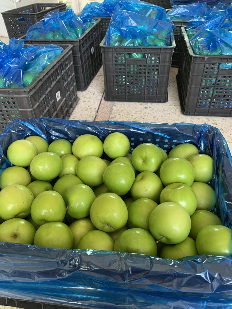 牛奶枣大青枣台湾蜜枣