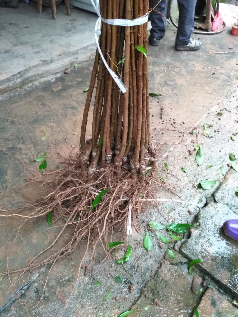晚熟脆红李子苗免费技术，包邮包品种现挖现发