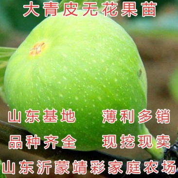 大青皮无花果苗波姬红无花果苗布兰瑞克无花果苗包品种包结果