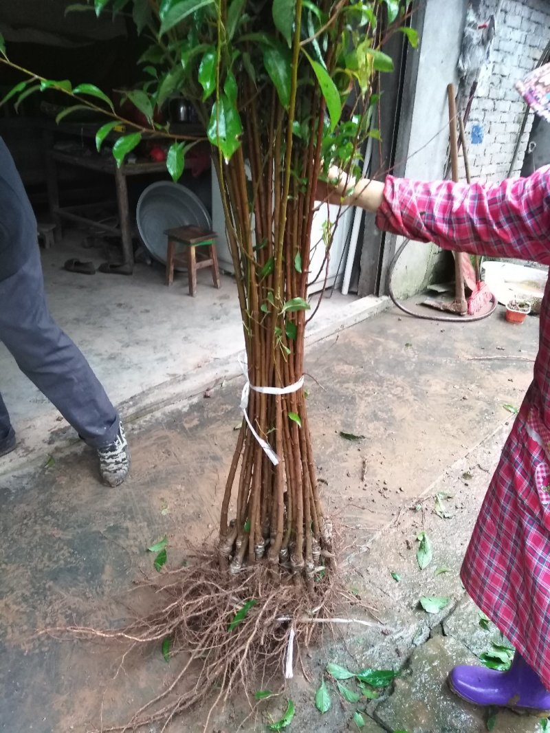 晚熟脆红李子苗免费技术，包邮包品种现挖现发