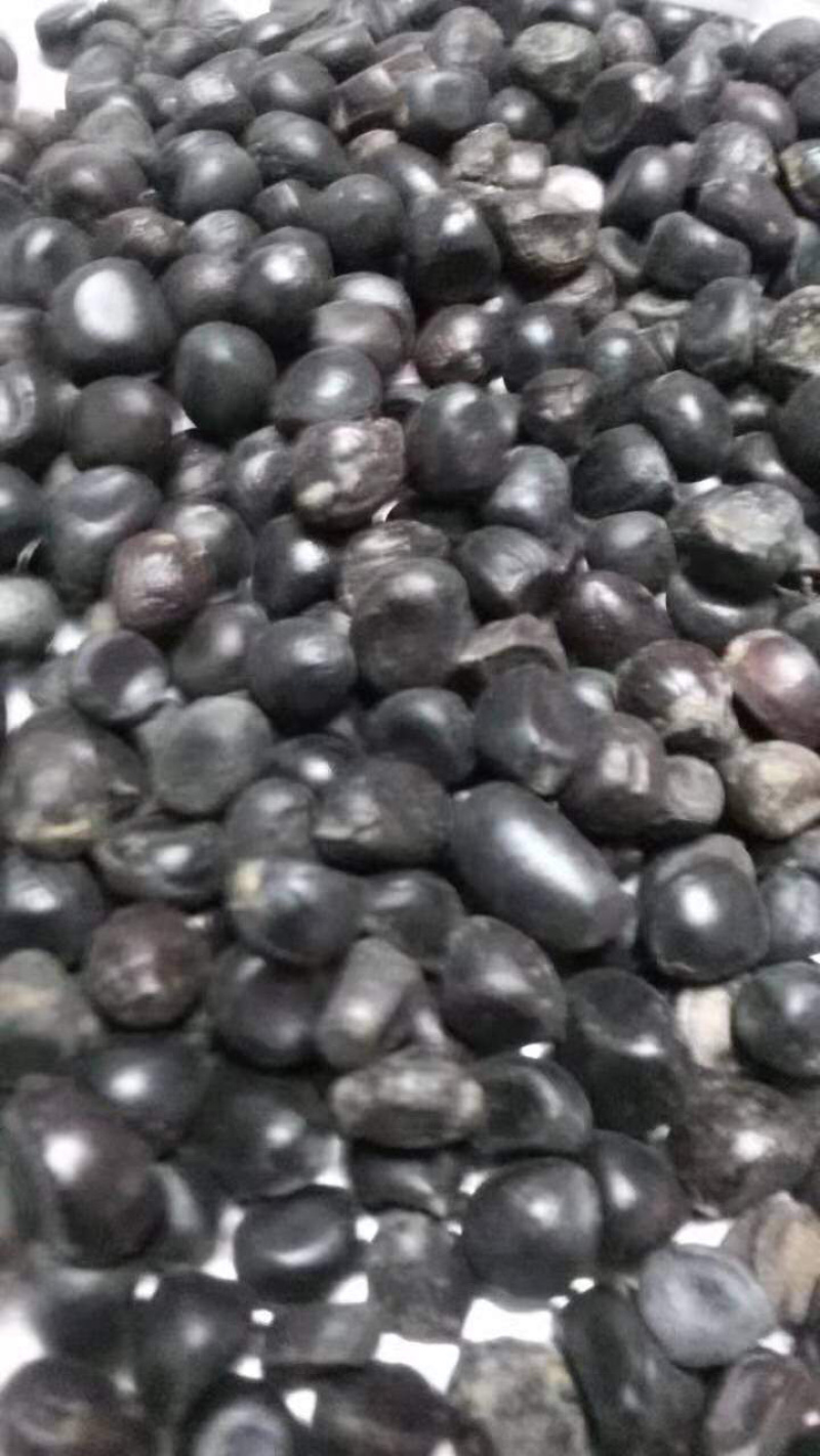 山西山桃胡可以育苗的山桃胡，质量保证，服务热线