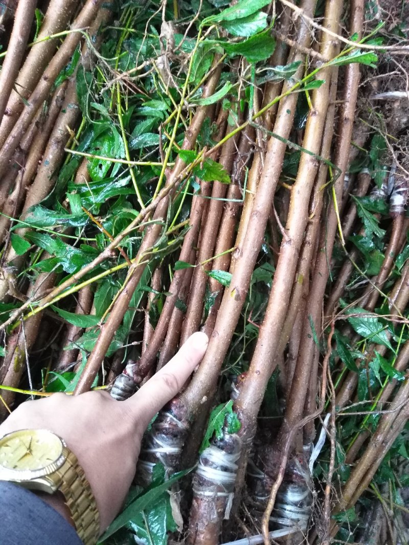 晚熟脆红李子苗免费技术，包邮包品种现挖现发