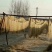 纯红薯粉面粉条土特产