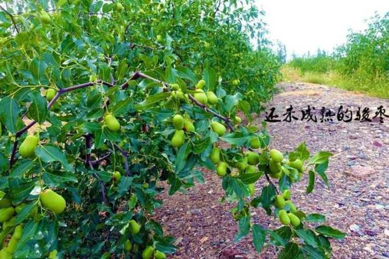 骏枣一级新疆和田特产香酥脆大水果二0年新货袋散装5斤干鲜