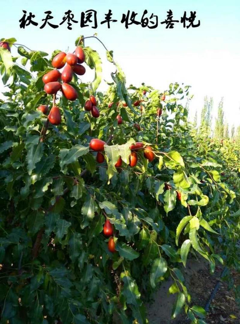 骏枣一级新疆和田特产香酥脆大水果二0年新货袋散装5斤干鲜
