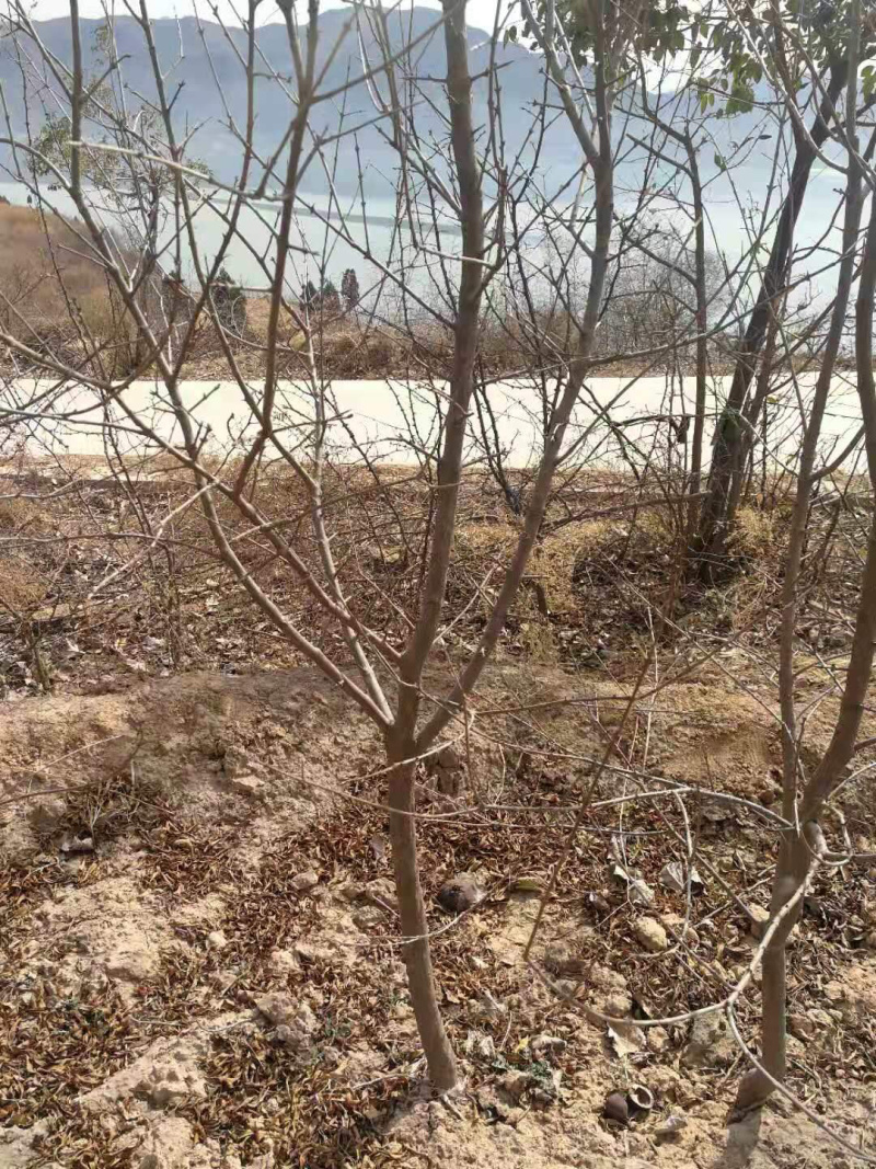 5公分石榴树6公分石榴树8公分石榴，规格齐全基地直销